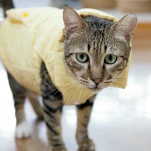 Alternative view of 呼呼 (男) NO.6