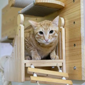 柳橙汁 (男) NO.23